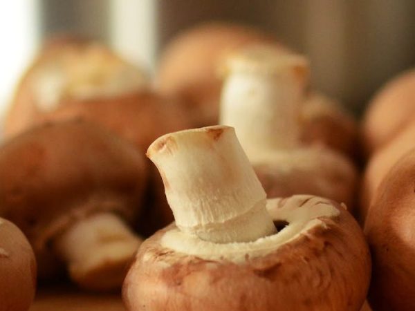 Endives farcies aux&nbsp;champignons.